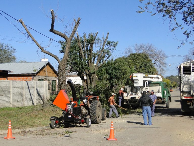 La poda de arboles comienza en mayo