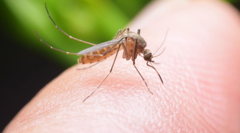 Los mosquitos pueden generar cuatro enfermedades