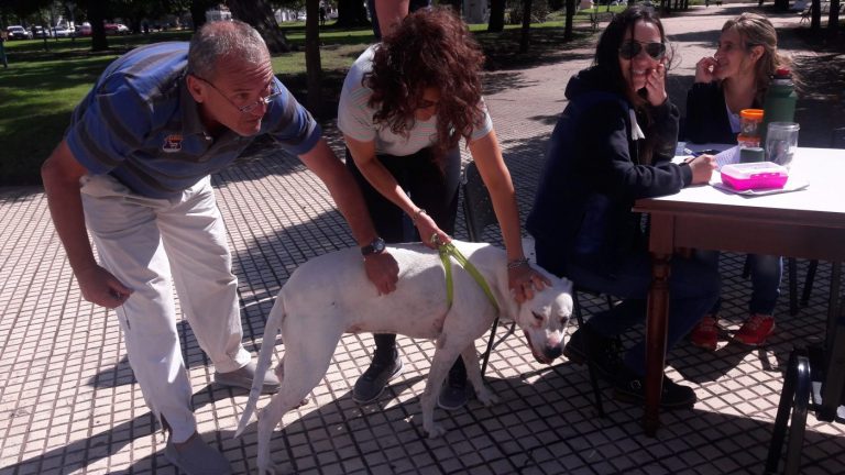 Un caso de rabia en Balcarce moviliza a los veterinarios a recordar la importancia de la vacuna