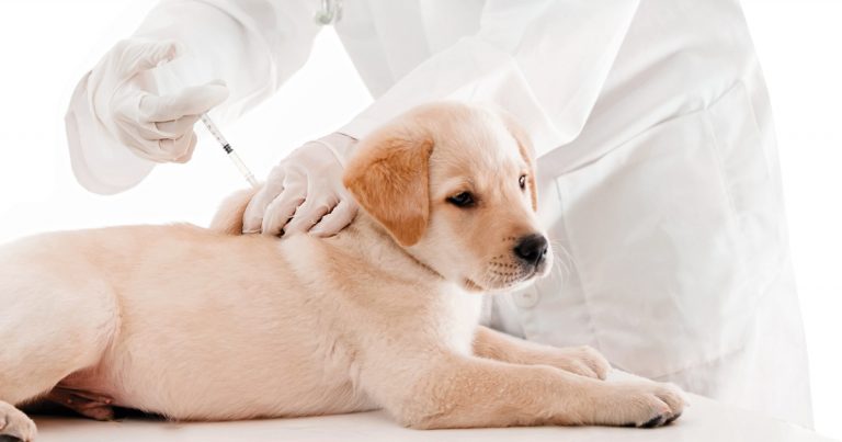 Los Reyes también llegan a las mascotas desde los 4 meses