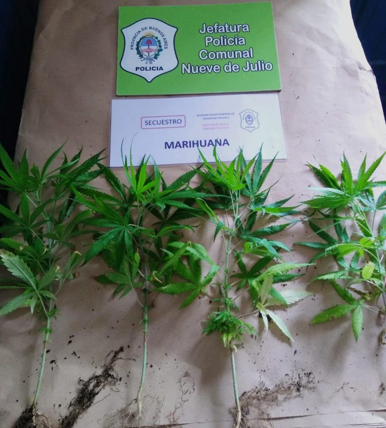 Varios allanamientos por plantaciones de marihuana y abigeato