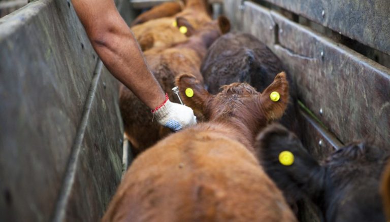 Curso para desempeñarse como vacunador contra la fiebre aftosa y brucelosis