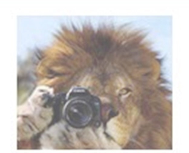Se un León sacando fotos y podes ganarte un premio