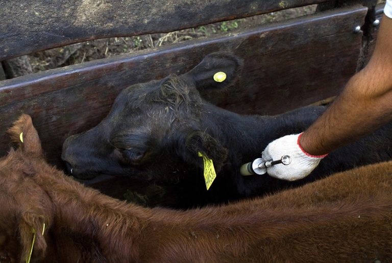 Hoy comienza la campaña de vacunación contra la fiebre aftosa