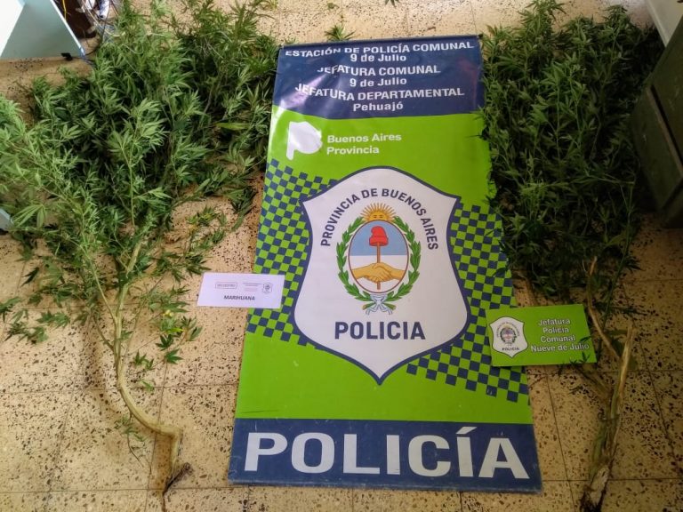 Se encontraron más plantaciones de marihuana