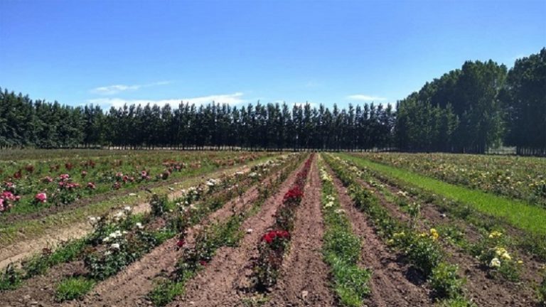 Lineamientos de buenas prácticas en producción y comercio de plantas y flores