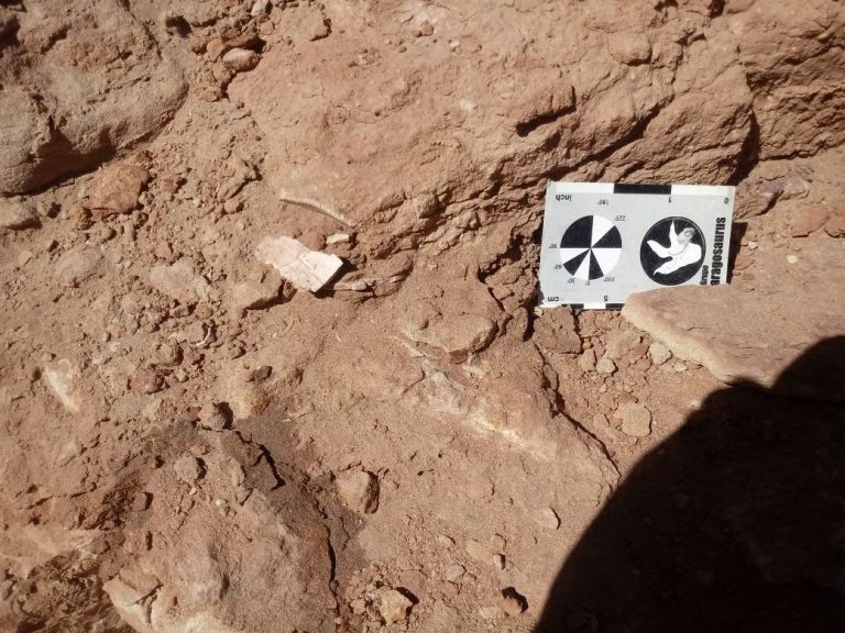 Descubren una nueva especie de tortuga de agua dulce de 95 millones de años de antigüedad