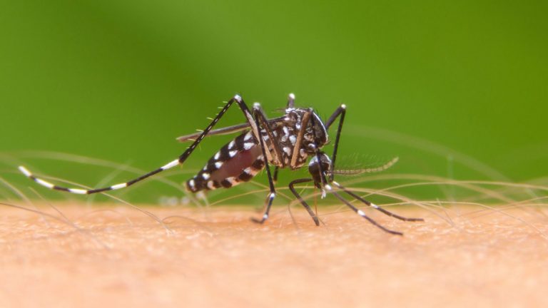 El dengue y un modelo dispuesto a cuestionarlo todo