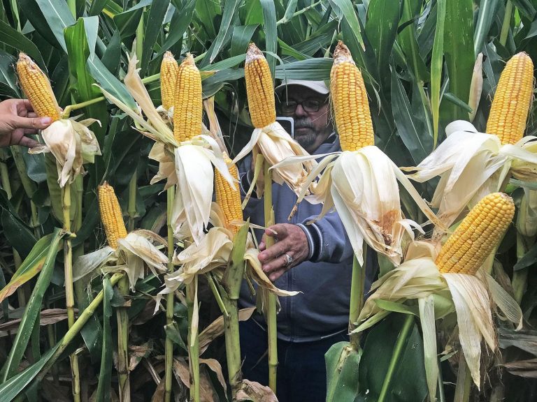 Aapresid impulsa un modelo de agricultura en la Patagonia