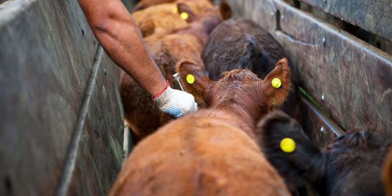 Alarma a los productores de carne vacuna decisión del gobierno de Brasil