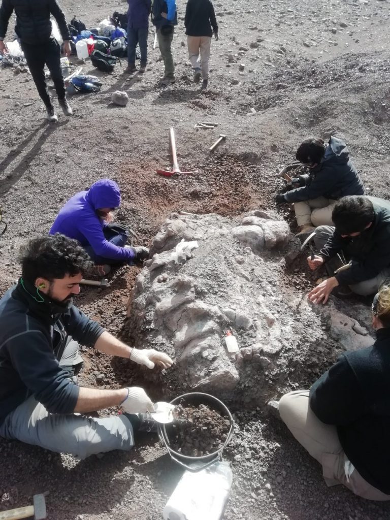 Cerca del Calafate se realizó una extraordinaria campaña paleontológica