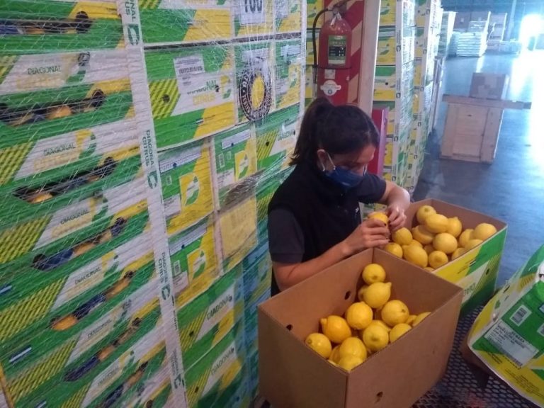 Se consolida la certificación de fruta fresca cítrica para exportación desde Zárate