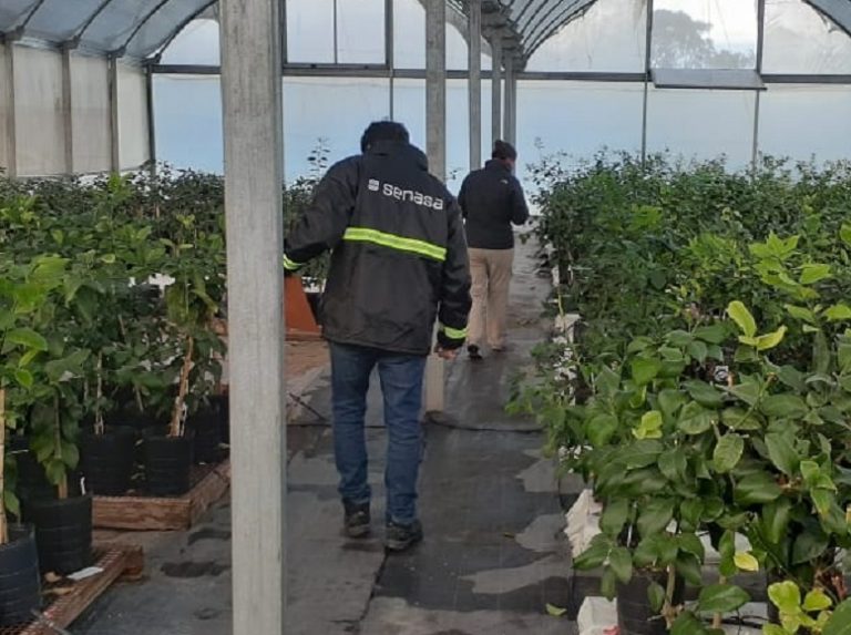 Se inspeccionan viveros en esta región bonaerense