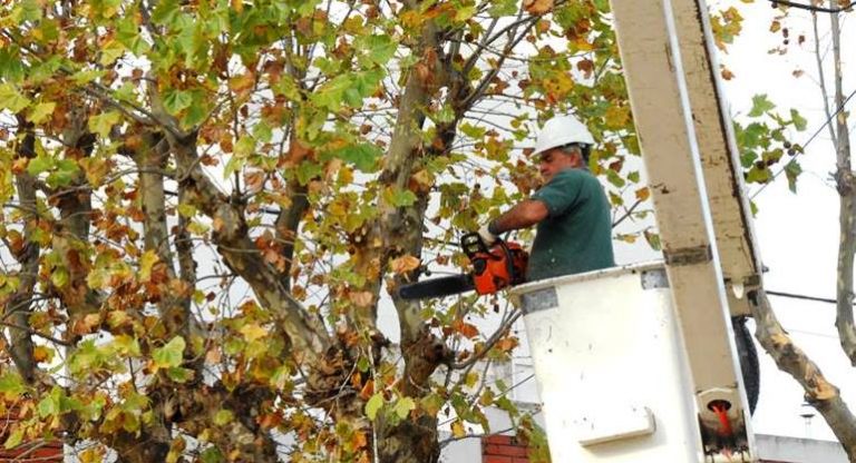 Se recuerda la prohibición de poda y extracción de árboles