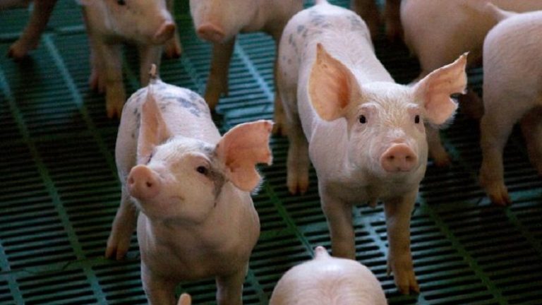 Senasa recomienda qué medidas adoptar para evitar la propagación de la triquinosis