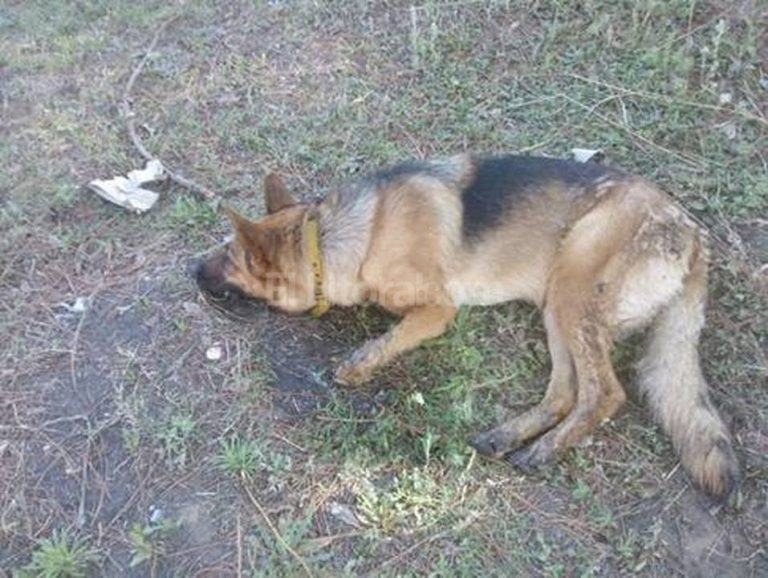 Un accidente en moto podría ser el desencadenante de la matanza de perros en Patricios