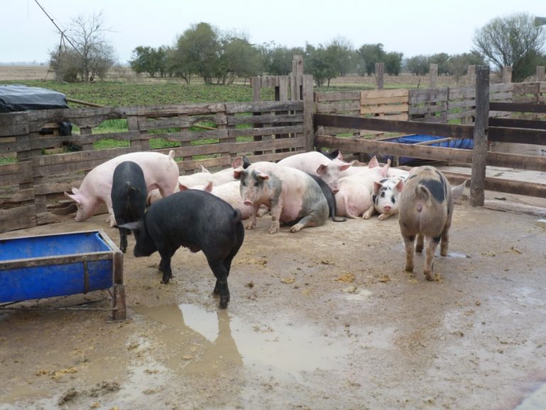 El Senasa intervino un criadero de cerdos en Navarro