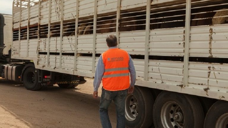 El Senasa señala buenas prácticas para minimizar el estrés en el ganado en traslado