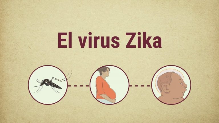 Desarrollan una terapia para contrarrestar los daños del virus del Zika en mujeres embarazadas