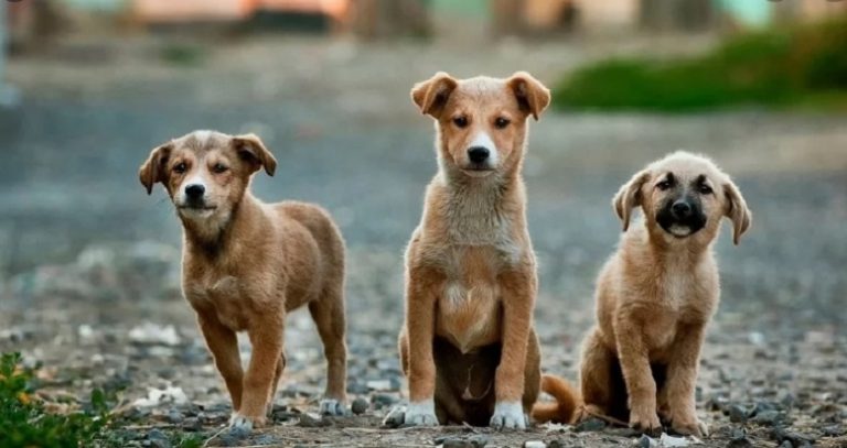 Día Mundial del Perro Callejero