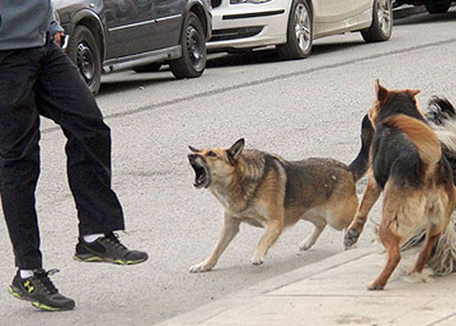 La Dirección de Albergue Canino sigue con la campaña de contención de perros mordedores