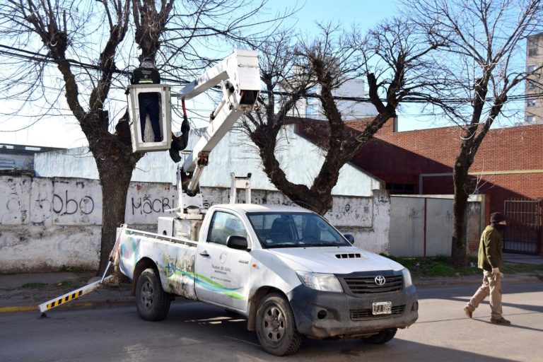 La poda alcanza a los ejemplares de las aceras, los de plazas y espacios públicos
