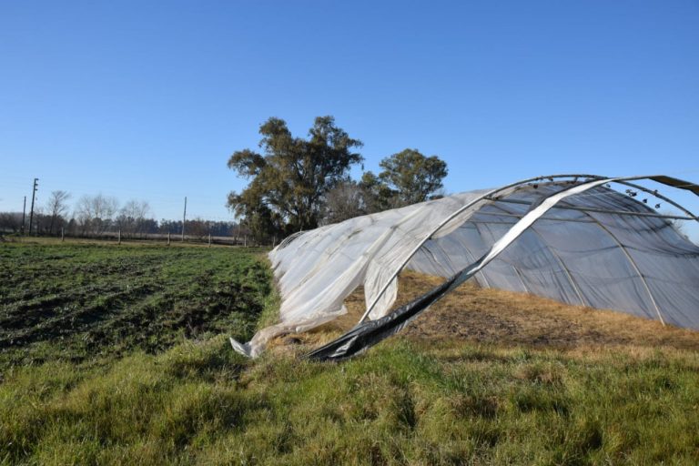 Se reactiva un proyecto hortícola de 12 de Octubre