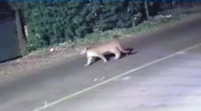 En Mones Cazón apareció un puma caminando por la localidad