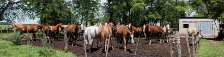 Anemia Infecciosa Equina en Lincoln