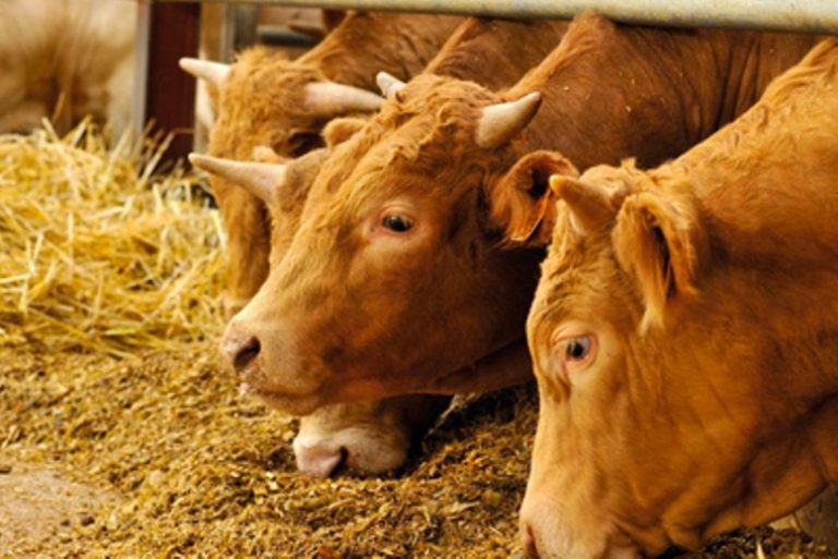 Sigue el ciclo de charlas en Sociedad Rural de 9 de Julio