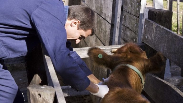 Vence el plazo para la reacreditación en programas de sanidad animal