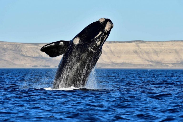 Dia Nacional de la Ballena Franca