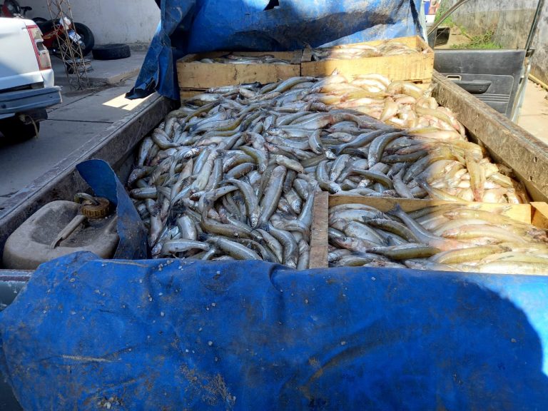 A la altura de Pehuajó se incautaron 400 kg de pejerrey