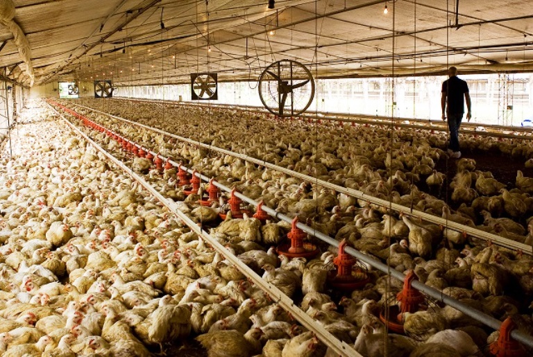 El 1 de octubre vence el plazo para la reacreditación en programas de sanidad animal