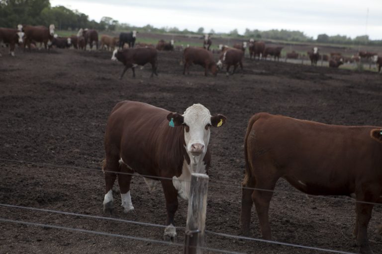 Crece el uso de la autogestión en la emisión del DT-e para el movimiento de animales