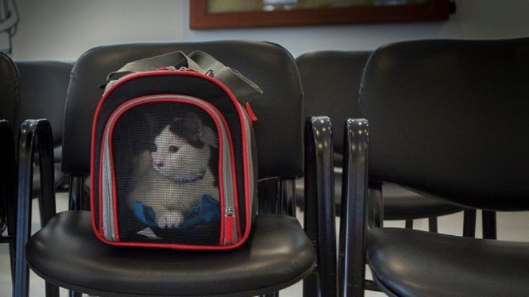 Documentación necesaria para viajar con mascotas a Uruguay, Brasil y Paraguay