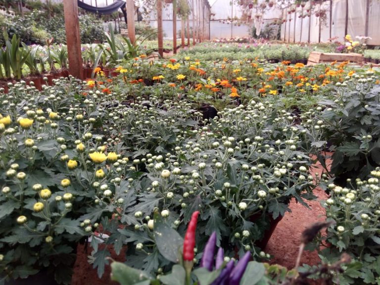 Modificaciones para la emisión del Documento de Tránsito Vegetal electrónico
