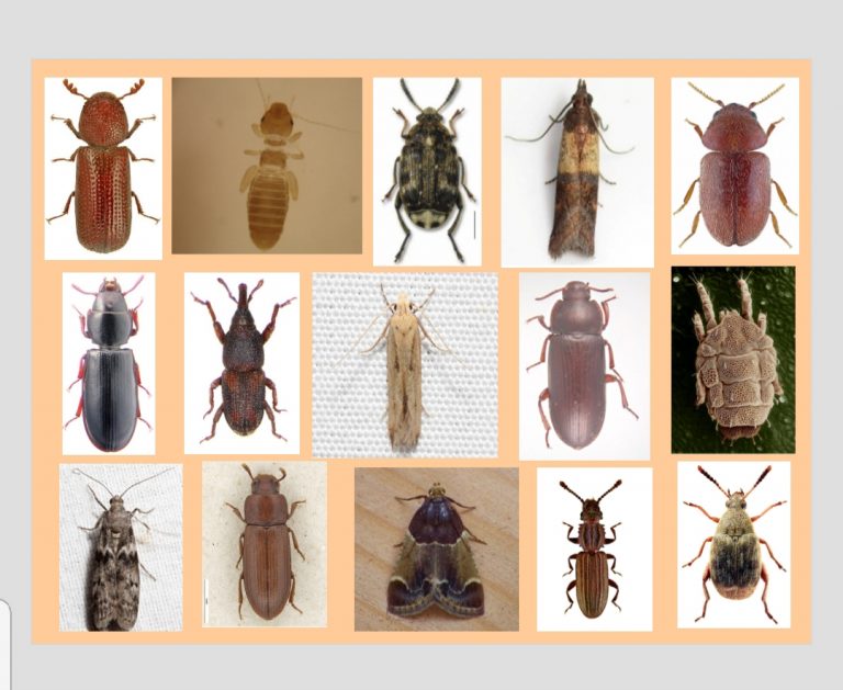 Curso sobre Insectos y Ácaros en granos y subproductos almacenados