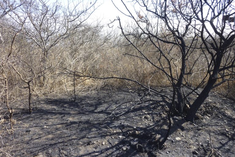 Después del fuego: apuntes para el mundo que se viene