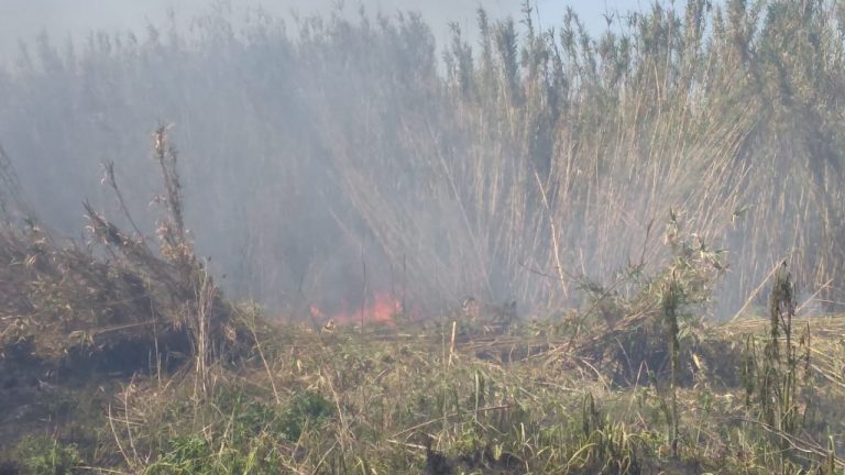 Tomó fuego un cañaveral en camino a Carlos María Naón