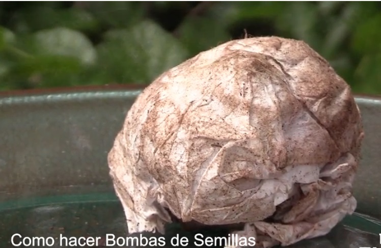 Desde Jujuy alientan a tirar en estas fiestas ‘Bombas de Semillas’