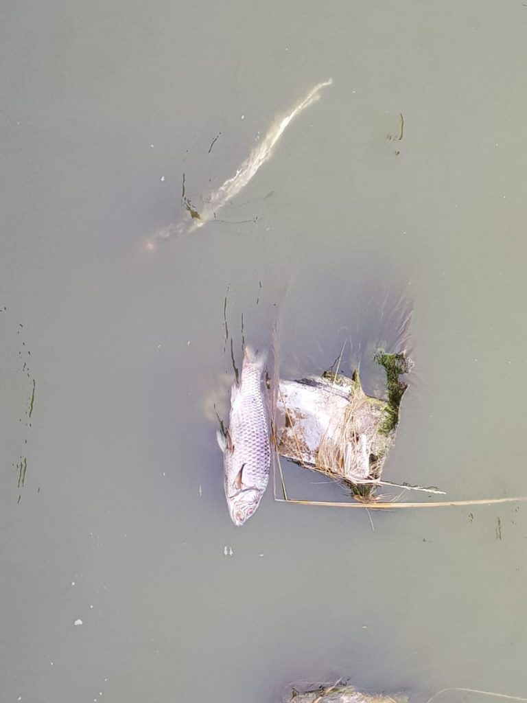 En el curso de agua del Canal Mercante se observan peces muertos