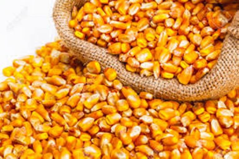CARBAP rechaza la decisión del gobierno de cerrar las exportaciones de maíz