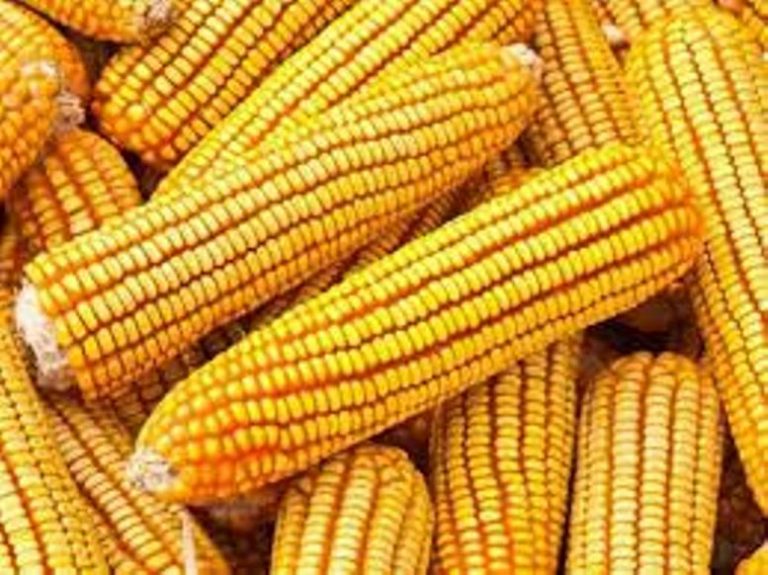 El Gobierno suspendió la exportación de maíz para asegurar el abastecimiento interno