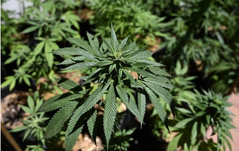 El cannabis ya no figura en las listas de estupefacientes como una droga peligrosa