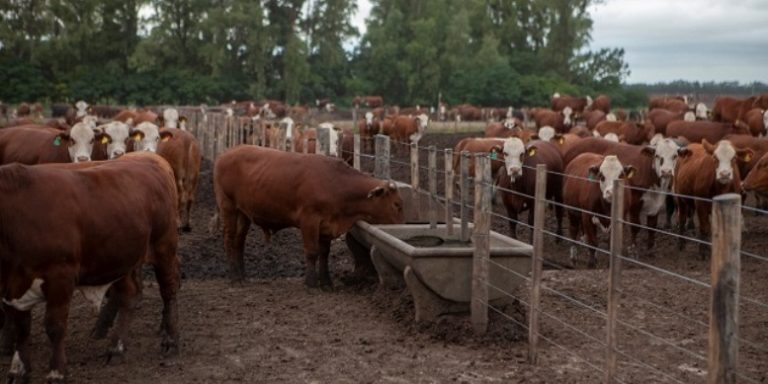 Pautas para prevenir el estrés calórico en el ganado bovino ante temperaturas elevadas