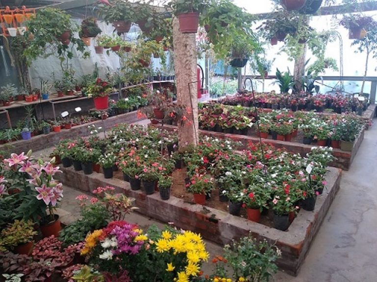 Inspecciones fitosanitarias en localidades del norte de la provincia de Buenos Aires