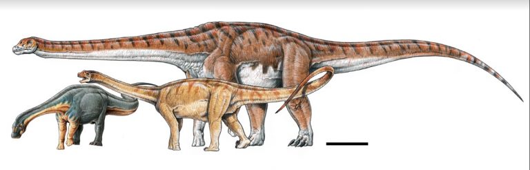 Hallan en Neuquén al dinosaurio que pasaría a ser el más grande del mundo