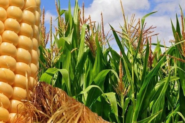 El campo anunció un paro por 72 horas en rechazo al cierre de las exportaciones de maíz