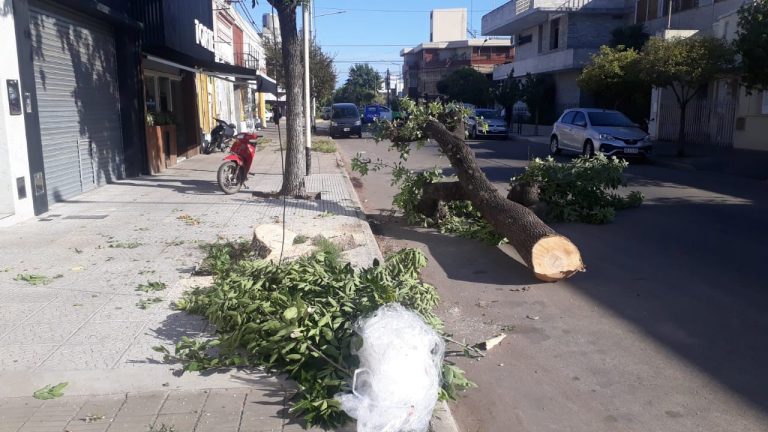 Un convecino murió al ser golpeado ante la caída de un árbol